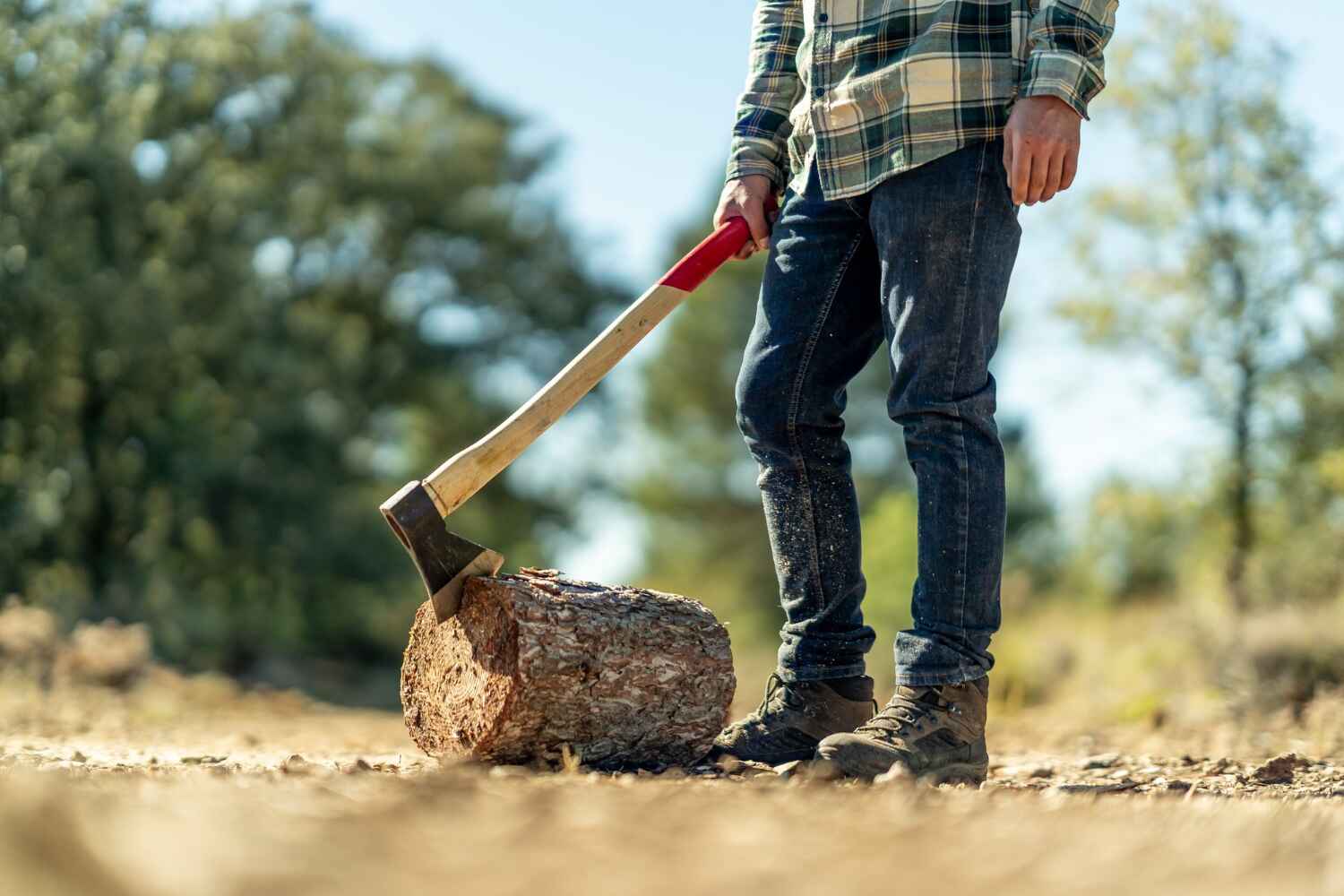 Dead Tree Removal